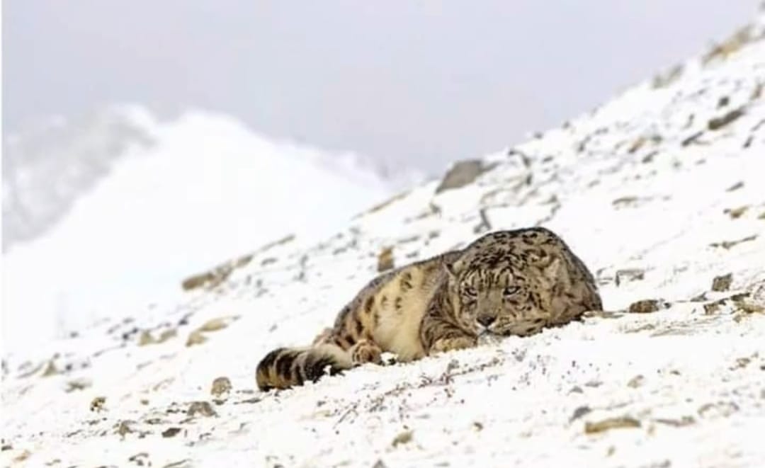 Snow Leopard Research Expedition