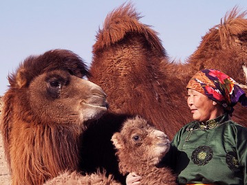 The True Story of the Weeping Camel